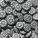 Сургуч Flowers Срібло 100 шт