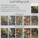 Набір скрап паперу Have a good day Опале листя 10шт 10х14 см (HGD-SMHJ004)
